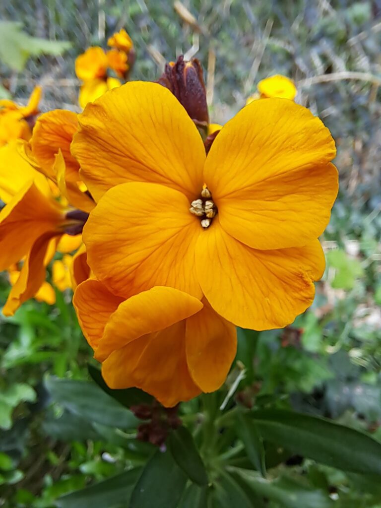 Foto van een muurbloem