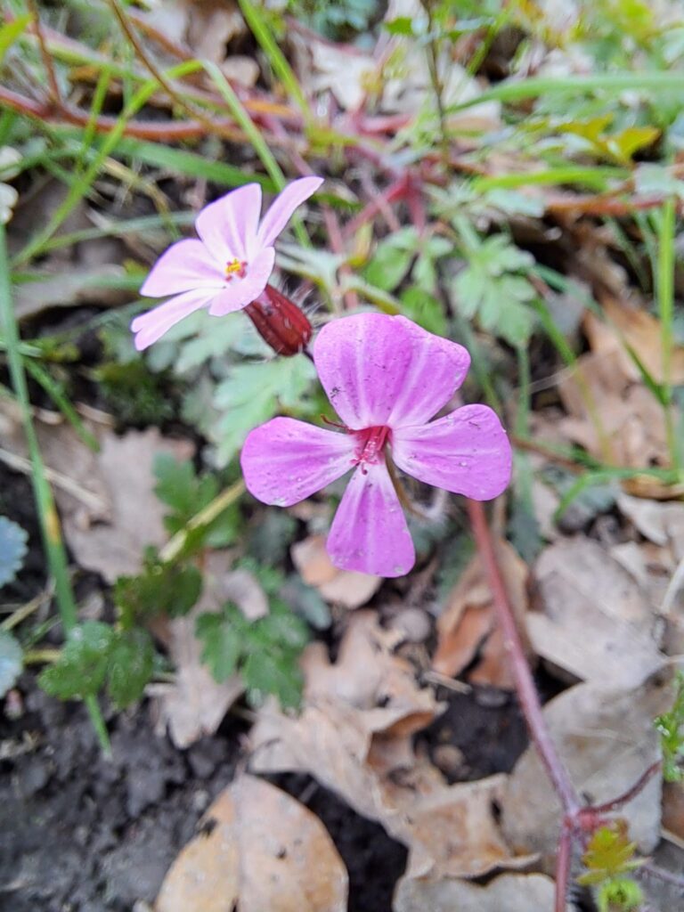 Foto van een geranium