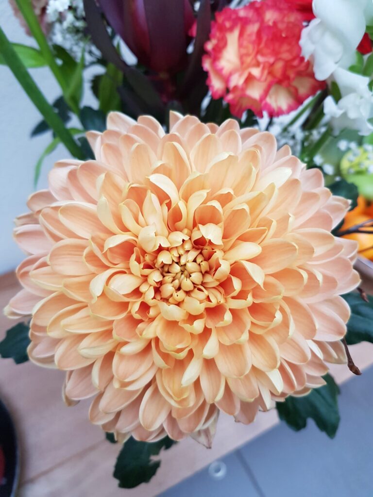 Foto van een dahlia