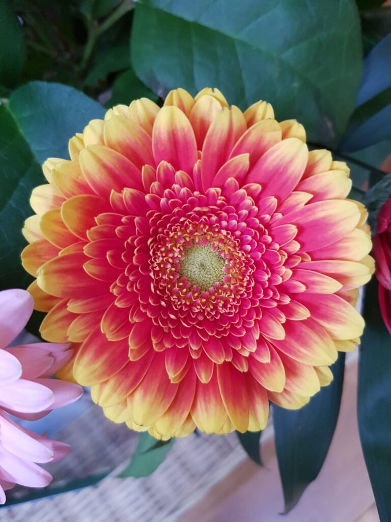 Foto van een gerbera