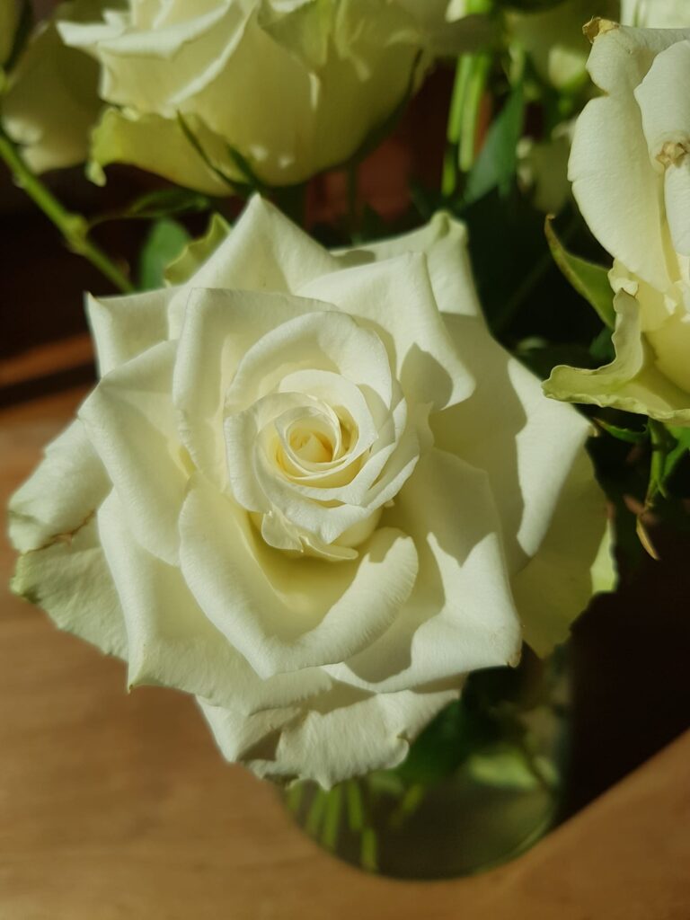 Foto van een witte roos