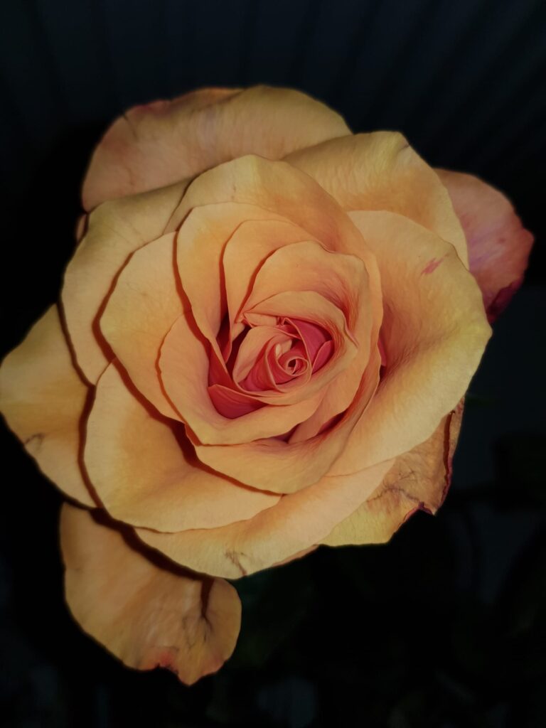 Foto van een oranje roos