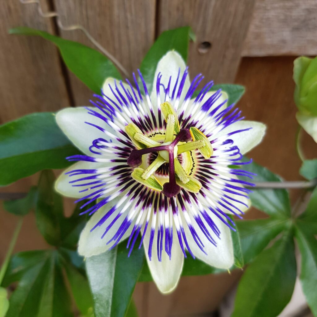 Foto van een blauwe passiebloem