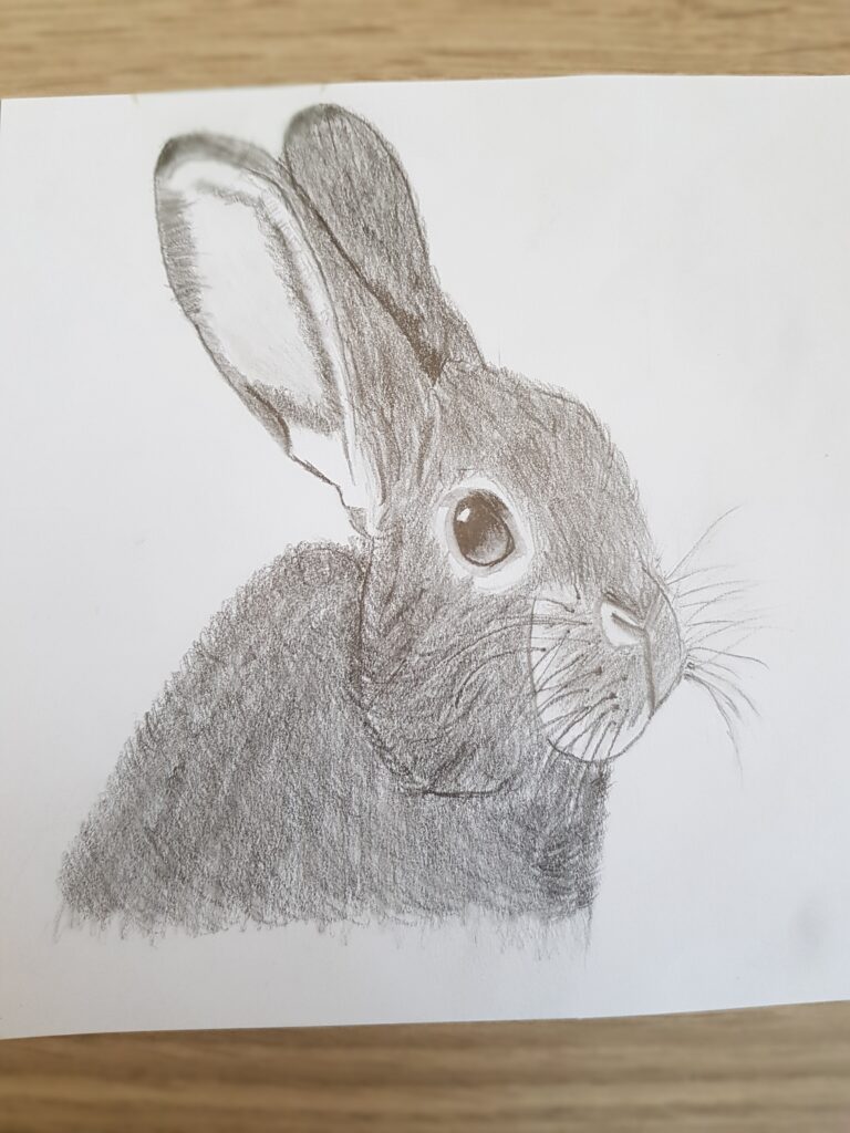 Konijn getekend met grafietpotlood
