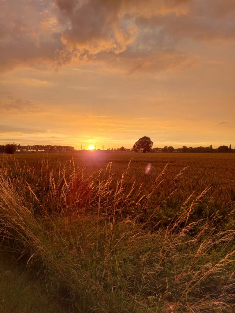 Foto van een weiland in Gelderland